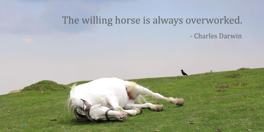 Image of horse sleeping with quote: "The willing horse is always overworked by Charles Darwin"