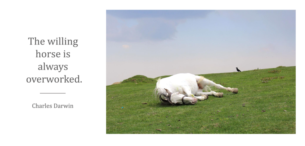 Decorative image of a horse sleeping